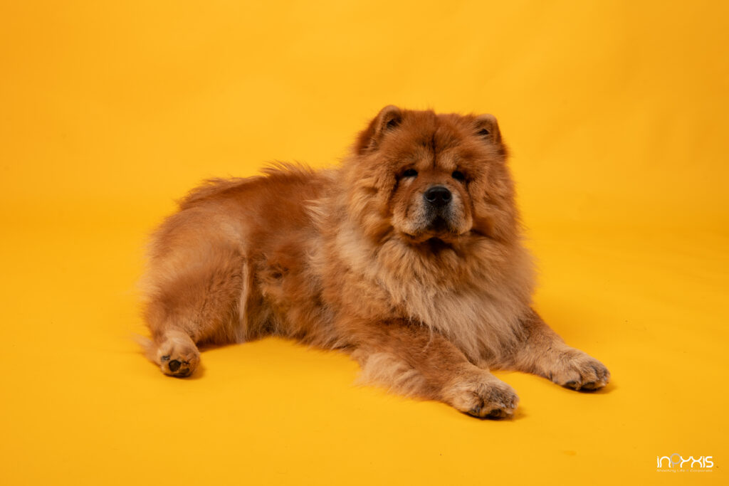 Photographe animal compagnie metz